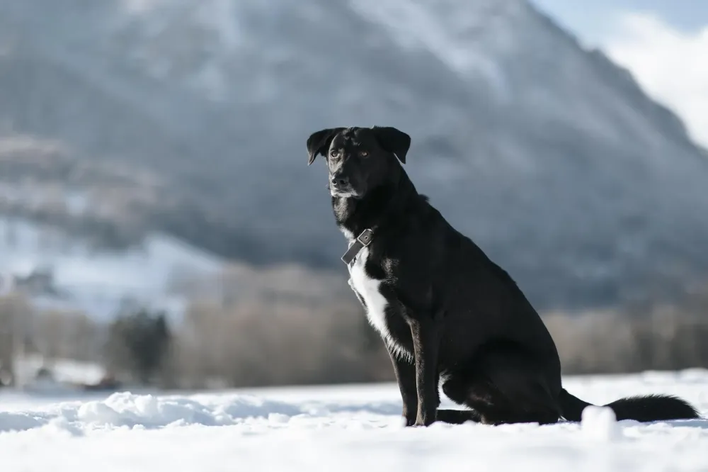 chien montagne